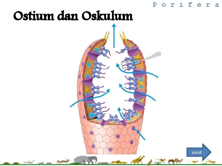 Ostium dan Oskulum P o r i f e r a next 