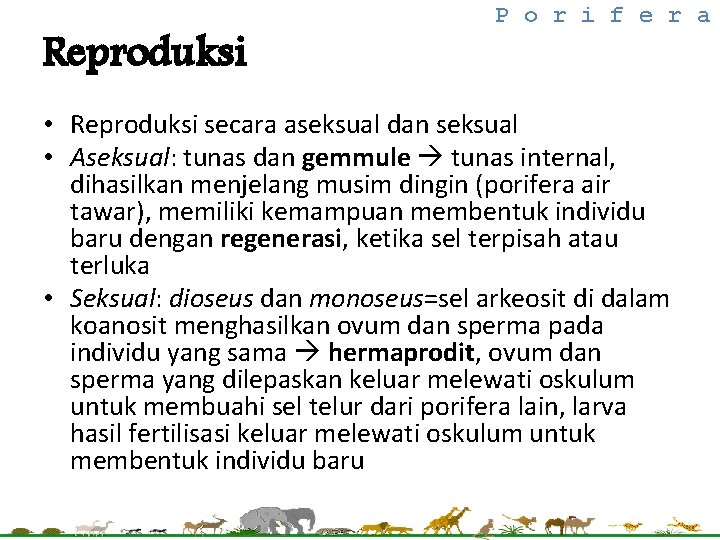 Reproduksi P o r i f e r a • Reproduksi secara aseksual dan