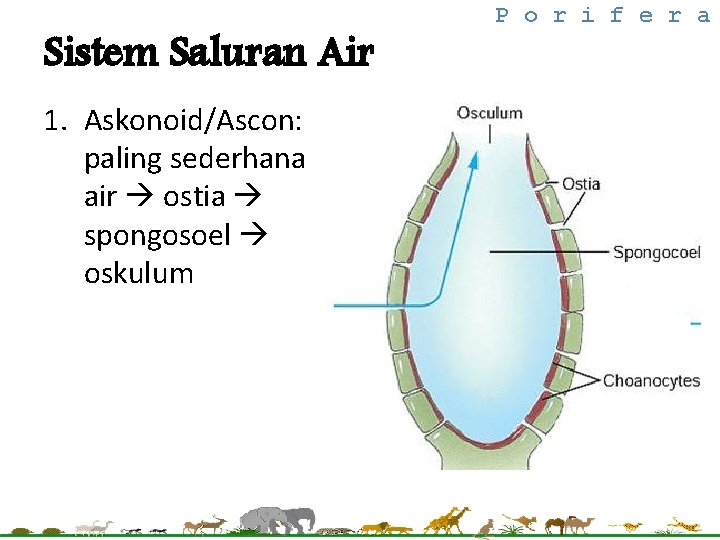 Sistem Saluran Air 1. Askonoid/Ascon: paling sederhana air ostia spongosoel oskulum P o r