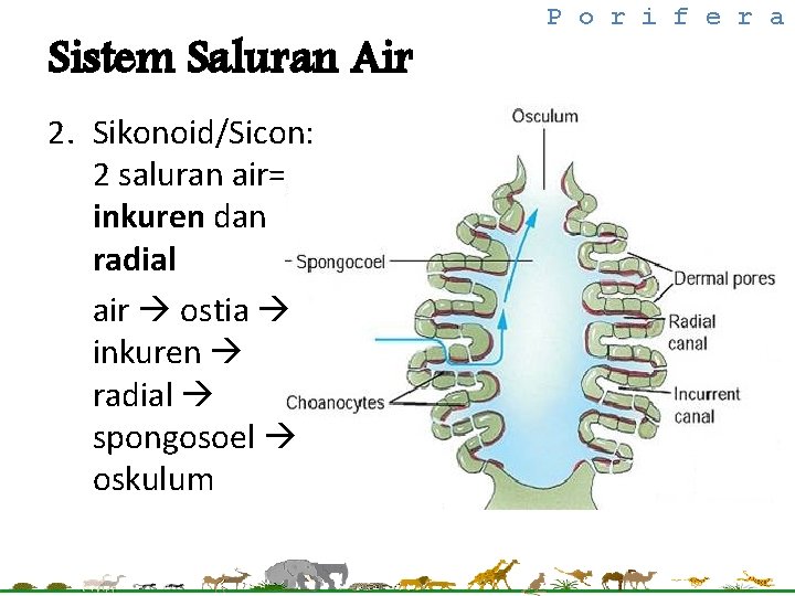 Sistem Saluran Air 2. Sikonoid/Sicon: 2 saluran air= inkuren dan radial air ostia inkuren