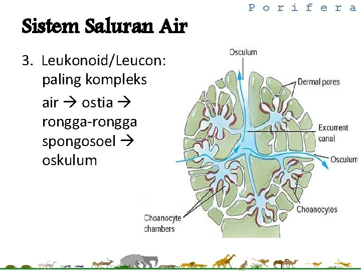 Sistem Saluran Air 3. Leukonoid/Leucon: paling kompleks air ostia rongga-rongga spongosoel oskulum P o