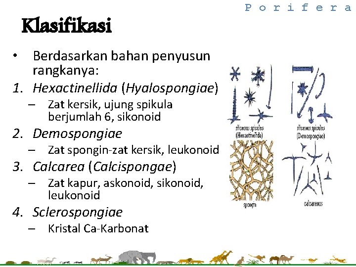 Klasifikasi • Berdasarkan bahan penyusun rangkanya: 1. Hexactinellida (Hyalospongiae) – Zat kersik, ujung spikula