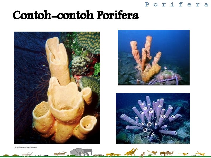 Contoh-contoh Porifera P o r i f e r a 