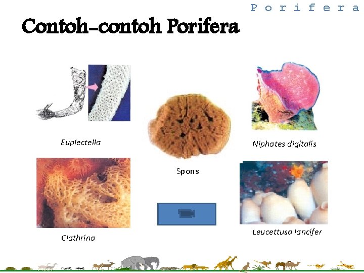 Contoh-contoh Porifera Euplectella P o r i f e r a Niphates digitalis Spons