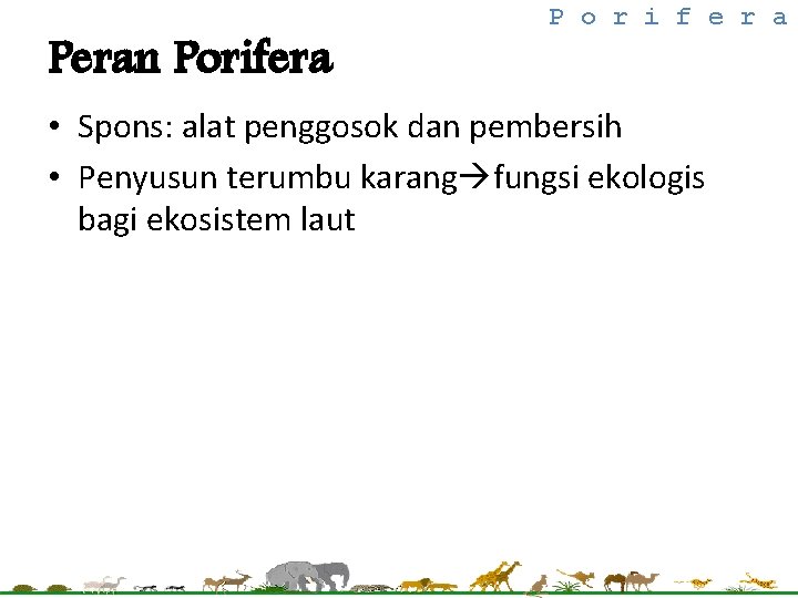 Peran Porifera P o r i f e r a • Spons: alat penggosok