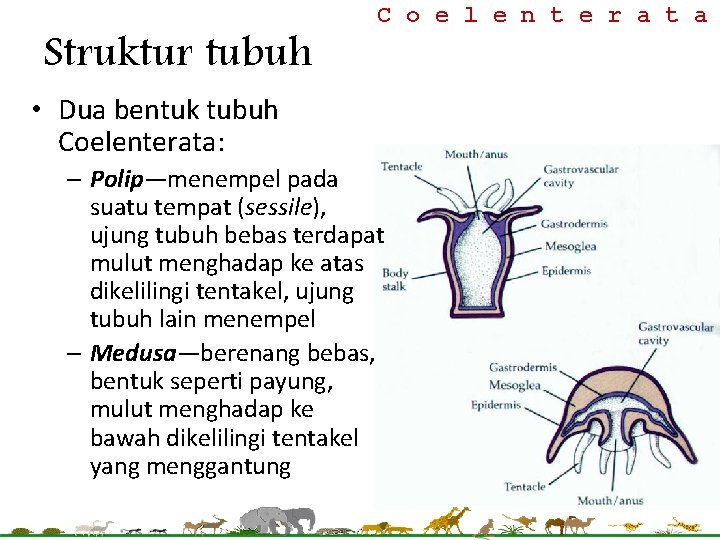 Struktur tubuh C o e l e n t e r a t a