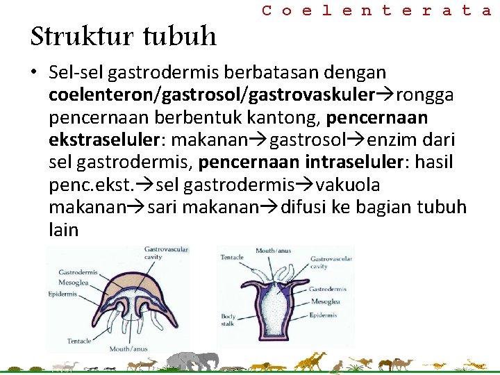 Struktur tubuh C o e l e n t e r a t a