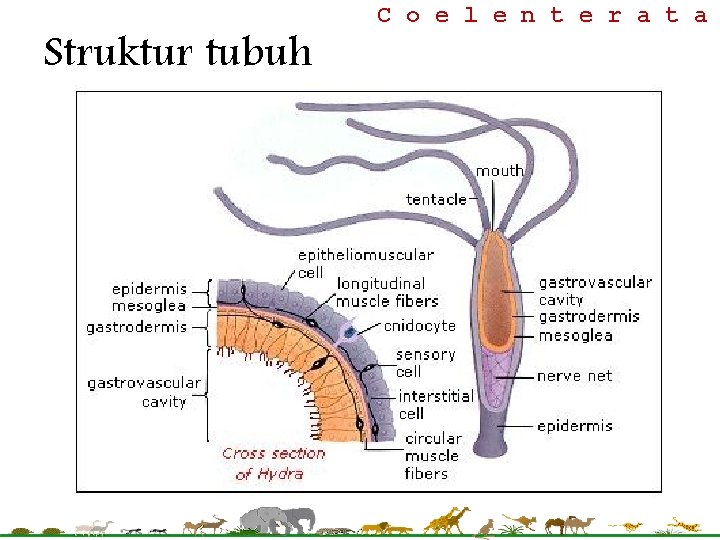 Struktur tubuh C o e l e n t e r a t a