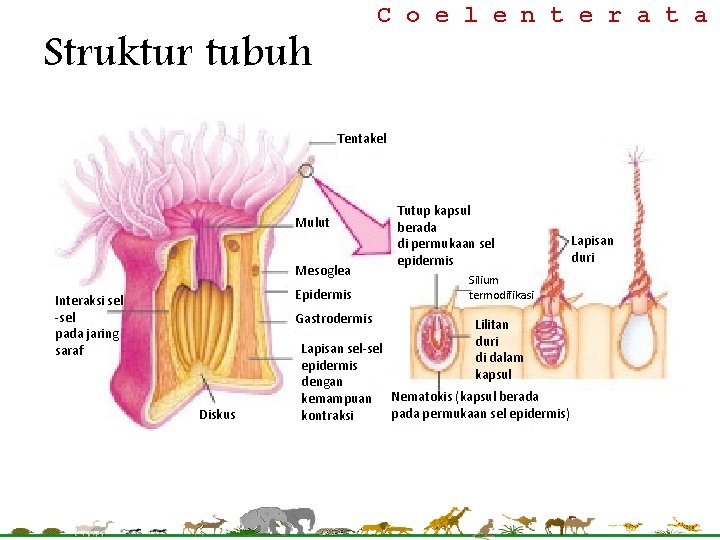 C o e l e n t e r a t a Struktur tubuh