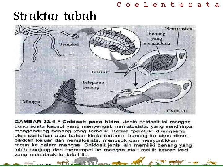 Struktur tubuh C o e l e n t e r a t a