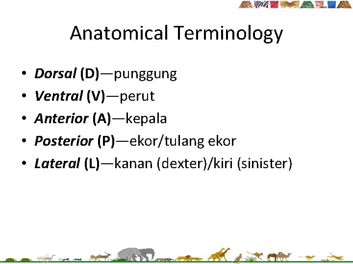 Anatomical Terminology • • • Dorsal (D)—punggung Ventral (V)—perut Anterior (A)—kepala Posterior (P)—ekor/tulang ekor