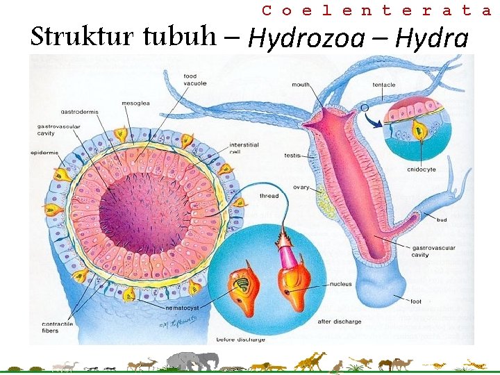 C o e l e n t e r a t a Struktur tubuh