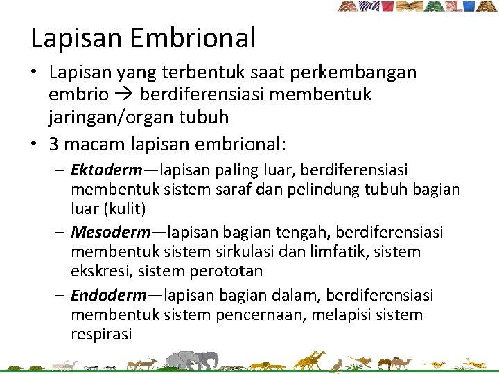 Lapisan Embrional • Lapisan yang terbentuk saat perkembangan embrio berdiferensiasi membentuk jaringan/organ tubuh •