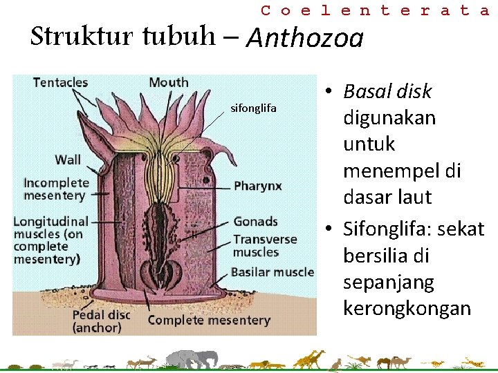 C o e l e n t e r a t a Struktur tubuh