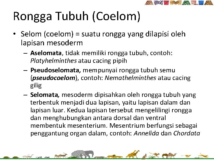 Rongga Tubuh (Coelom) • Selom (coelom) = suatu rongga yang dilapisi oleh lapisan mesoderm