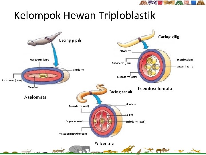 Kelompok Hewan Triploblastik Cacing gilig Cacing pipih Ektoderm Mesoderm (otot) Pseudoselom Endoderm (usus) Organ