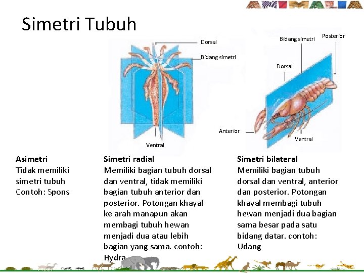 Simetri Tubuh Bidang simetri Dorsal Posterior Bidang simetri Dorsal Anterior Ventral Asimetri Tidak memiliki