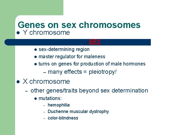 Genes on sex chromosomes l Y chromosome – few genes other than SRY l