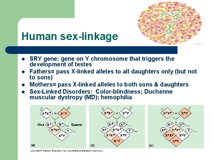 Human sex-linkage l l SRY gene: gene on Y chromosome that triggers the development