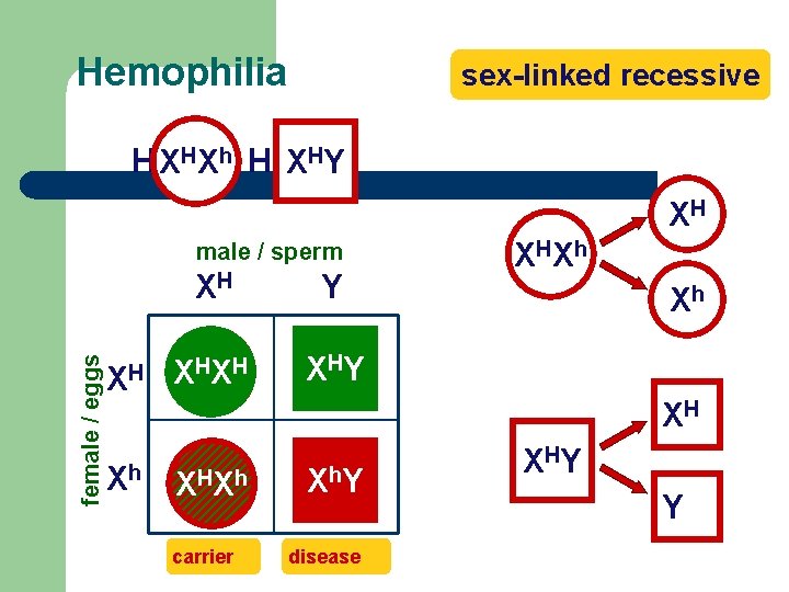 Hemophilia sex-linked recessive Hh. XHXxh HHXHY XH female / eggs male / sperm XH