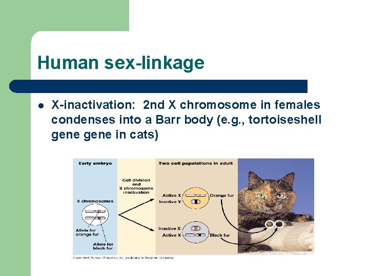 Human sex-linkage l X-inactivation: 2 nd X chromosome in females condenses into a Barr