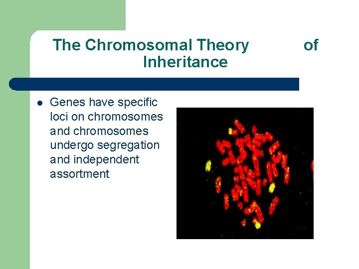 The Chromosomal Theory Inheritance l Genes have specific loci on chromosomes and chromosomes undergo