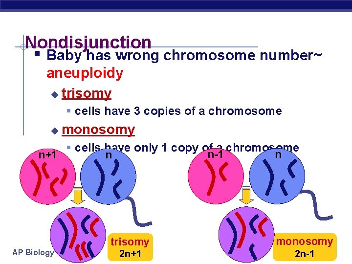 Nondisjunction § Baby has wrong chromosome number~ aneuploidy u trisomy § cells have 3