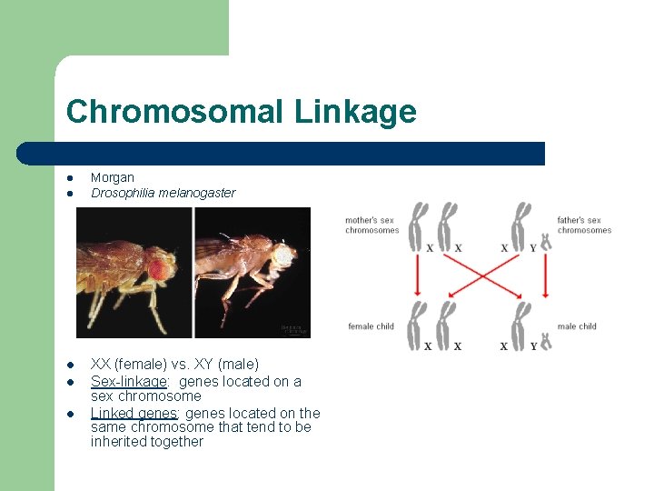Chromosomal Linkage l l l Morgan Drosophilia melanogaster XX (female) vs. XY (male) Sex-linkage: