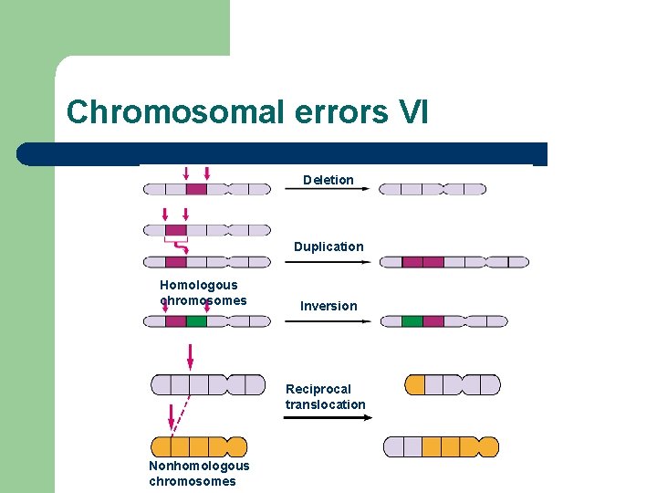 Chromosomal errors VI Deletion Duplication Homologous chromosomes Inversion Reciprocal translocation Nonhomologous chromosomes 