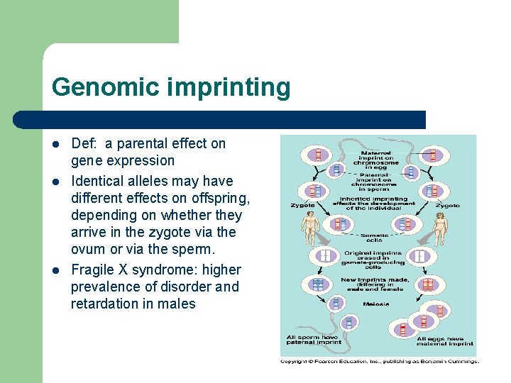 Genomic imprinting l l l Def: a parental effect on gene expression Identical alleles