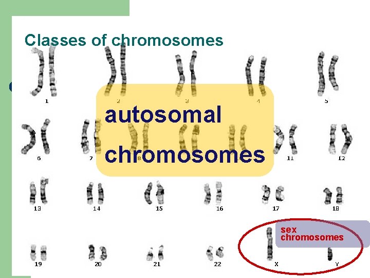 Classes of chromosomes autosomal chromosomes sex chromosomes 