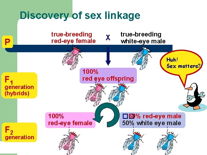 Discovery of sex linkage P F 1 true-breeding red-eye female X true-breeding white-eye male