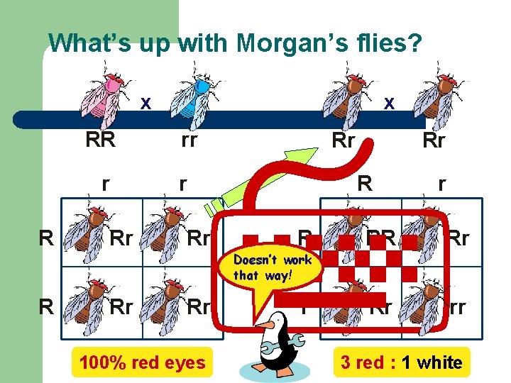 What’s up with Morgan’s flies? x RR r R Rr x rr r Rr