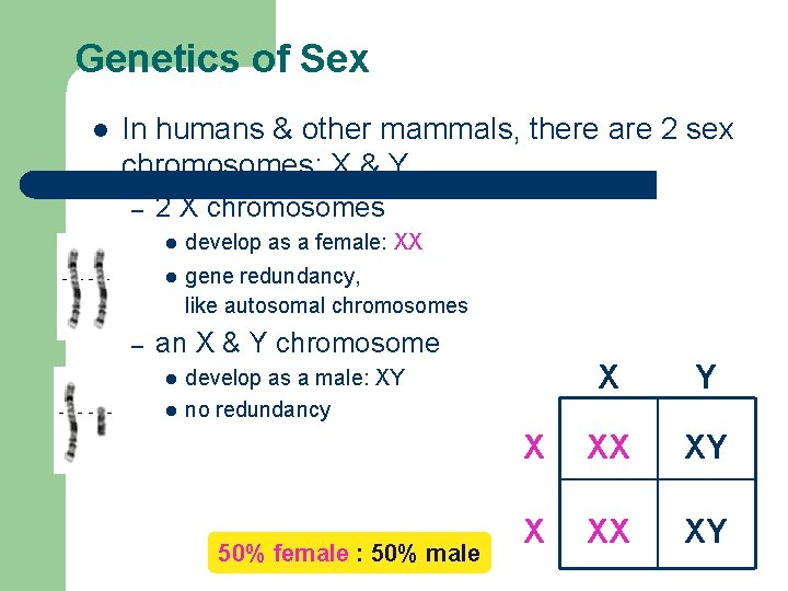 Genetics of Sex l In humans & other mammals, there are 2 sex chromosomes: