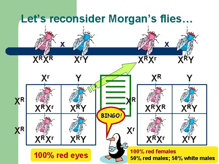 Let’s reconsider Morgan’s flies… x X RX R Xr XR XR X RX r