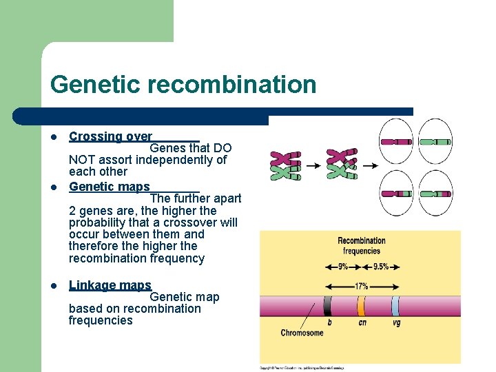Genetic recombination l l l Crossing over Genes that DO NOT assort independently of