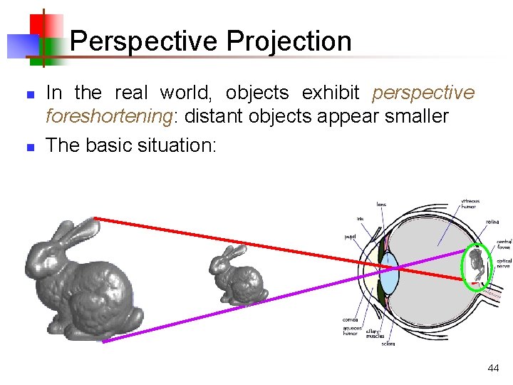 Perspective Projection n n In the real world, objects exhibit perspective foreshortening: distant objects