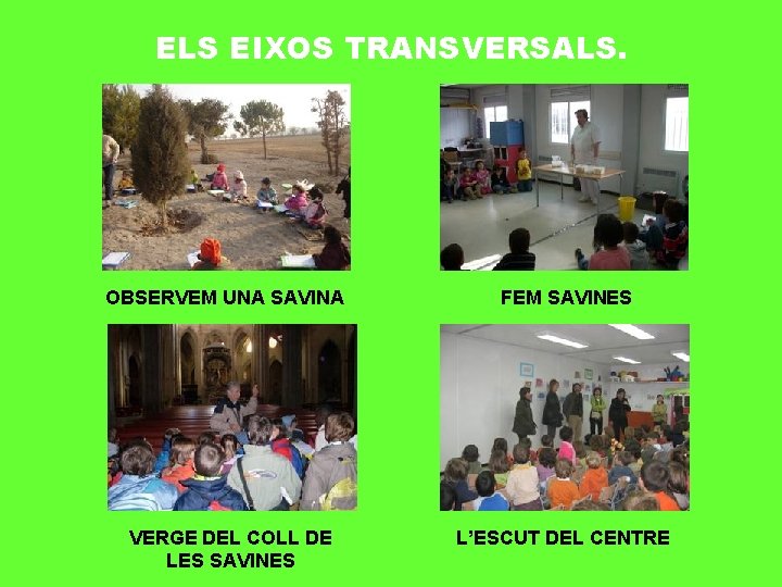ELS EIXOS TRANSVERSALS. OBSERVEM UNA SAVINA VERGE DEL COLL DE LES SAVINES FEM SAVINES