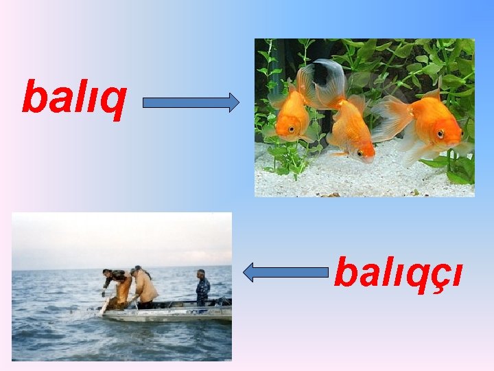 balıqçı 