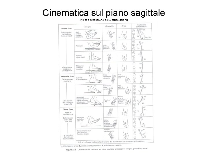 Cinematica sul piano sagittale (flesso estensione delle articolazioni) 