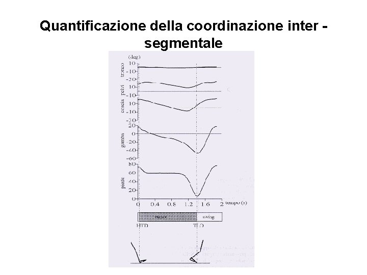 Quantificazione della coordinazione inter segmentale 