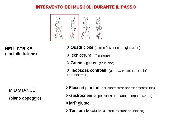 INTERVENTO DEI MUSCOLI DURANTE IL PASSO HELL STRIKE (contatto tallone) ØQuadricipite (contro flessione del