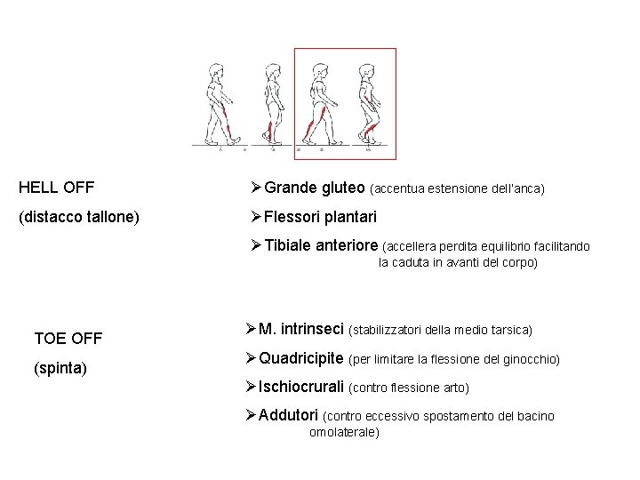 HELL OFF ØGrande gluteo (accentua estensione dell’anca) (distacco tallone) ØFlessori plantari ØTibiale anteriore (accellera