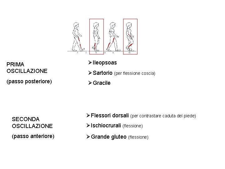 PRIMA OSCILLAZIONE ØIleopsoas (passo posteriore) ØGracile SECONDA OSCILLAZIONE (passo anteriore) ØSartorio (per flessione coscia)