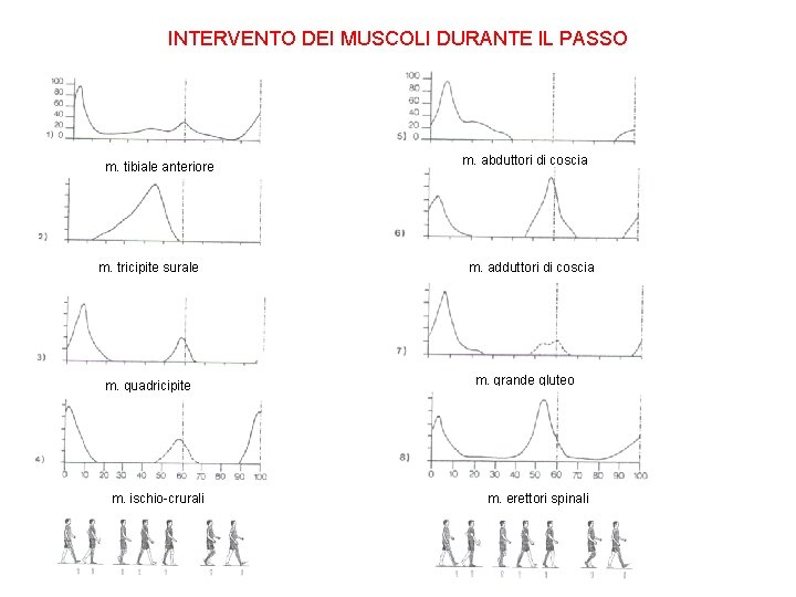 INTERVENTO DEI MUSCOLI DURANTE IL PASSO m. tibiale anteriore m. tricipite surale m. quadricipite
