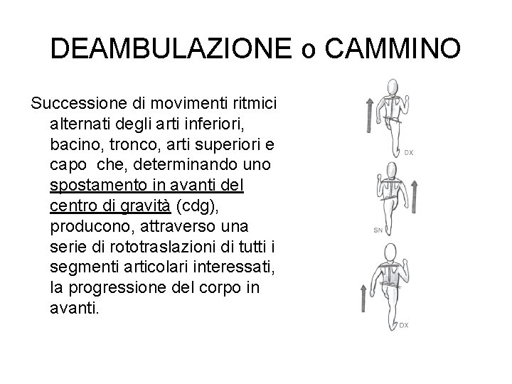 DEAMBULAZIONE o CAMMINO Successione di movimenti ritmici alternati degli arti inferiori, bacino, tronco, arti