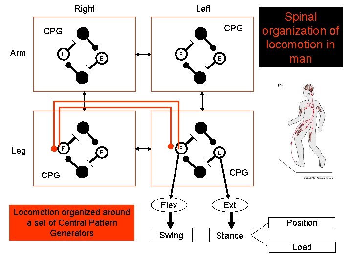 Right Left CPG Arm F Leg F F E E CPG Locomotion organized around