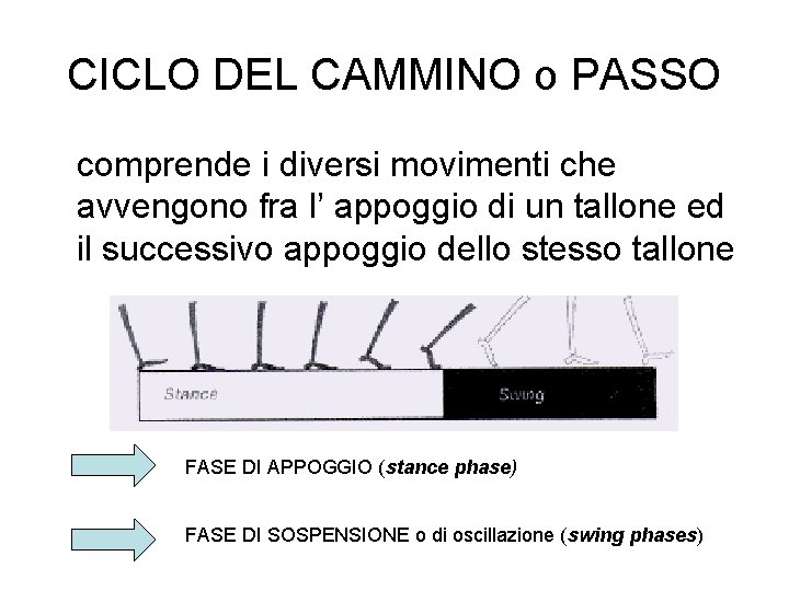 CICLO DEL CAMMINO o PASSO comprende i diversi movimenti che avvengono fra l’ appoggio