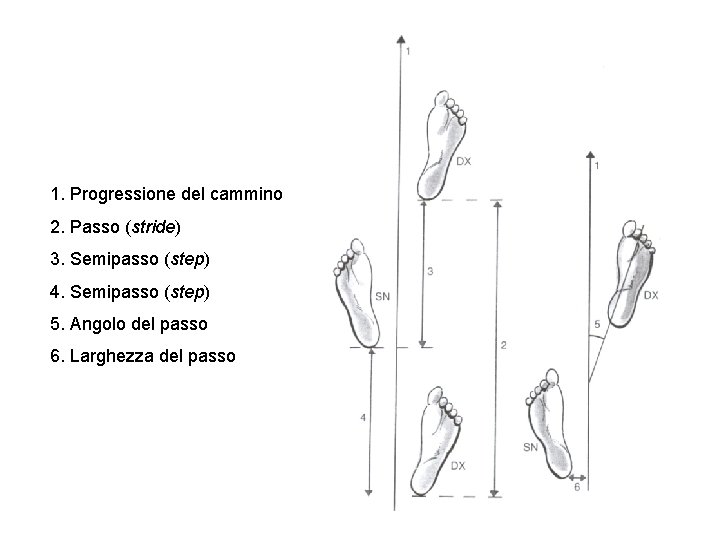 1. Progressione del cammino 2. Passo (stride) 3. Semipasso (step) 4. Semipasso (step) 5.