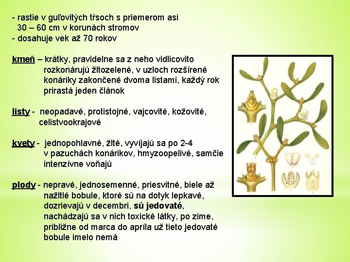 - rastie v guľovitých tŕsoch s priemerom asi 30 – 60 cm v korunách